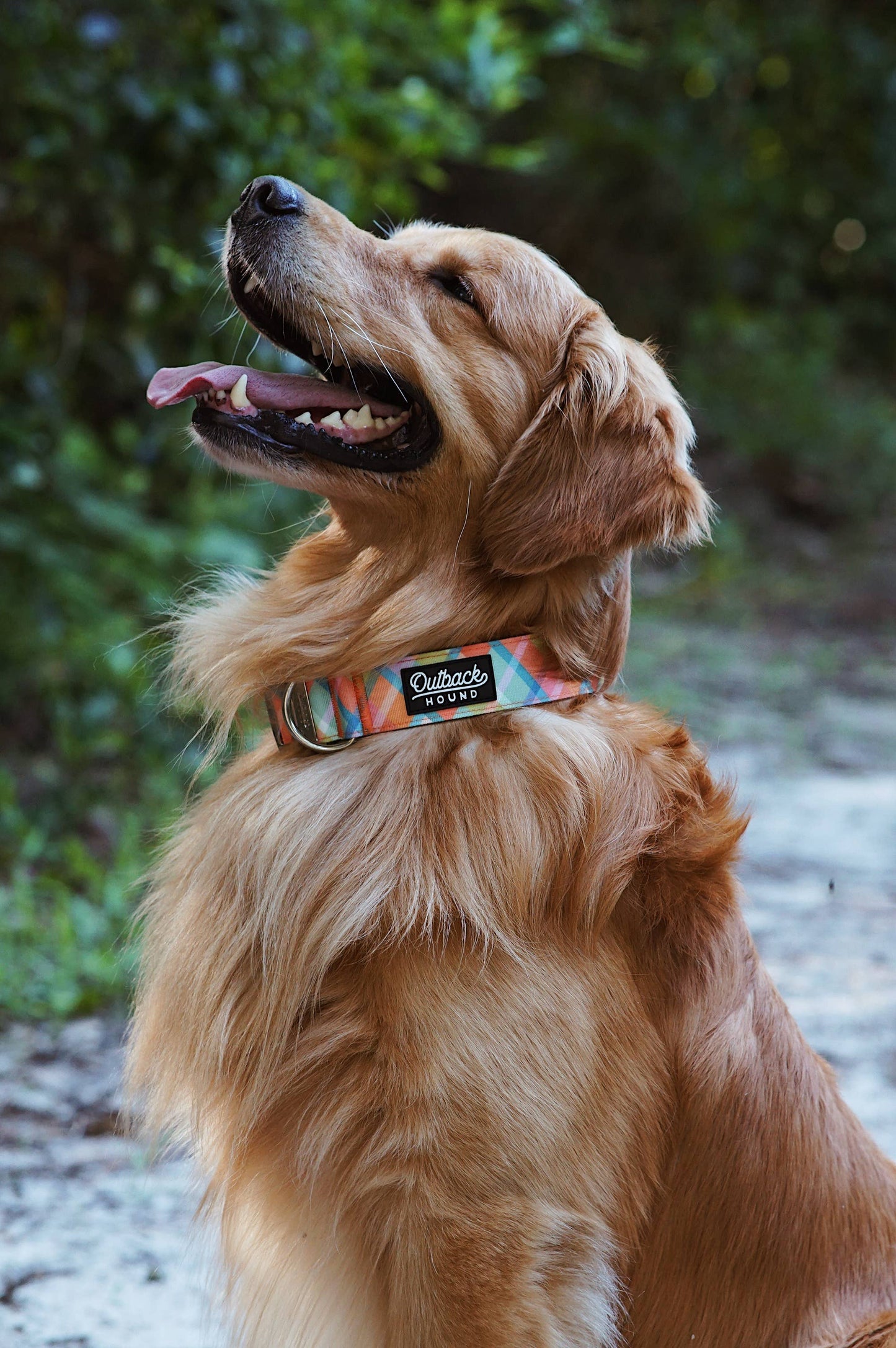 Summer Plaid Dog Collar