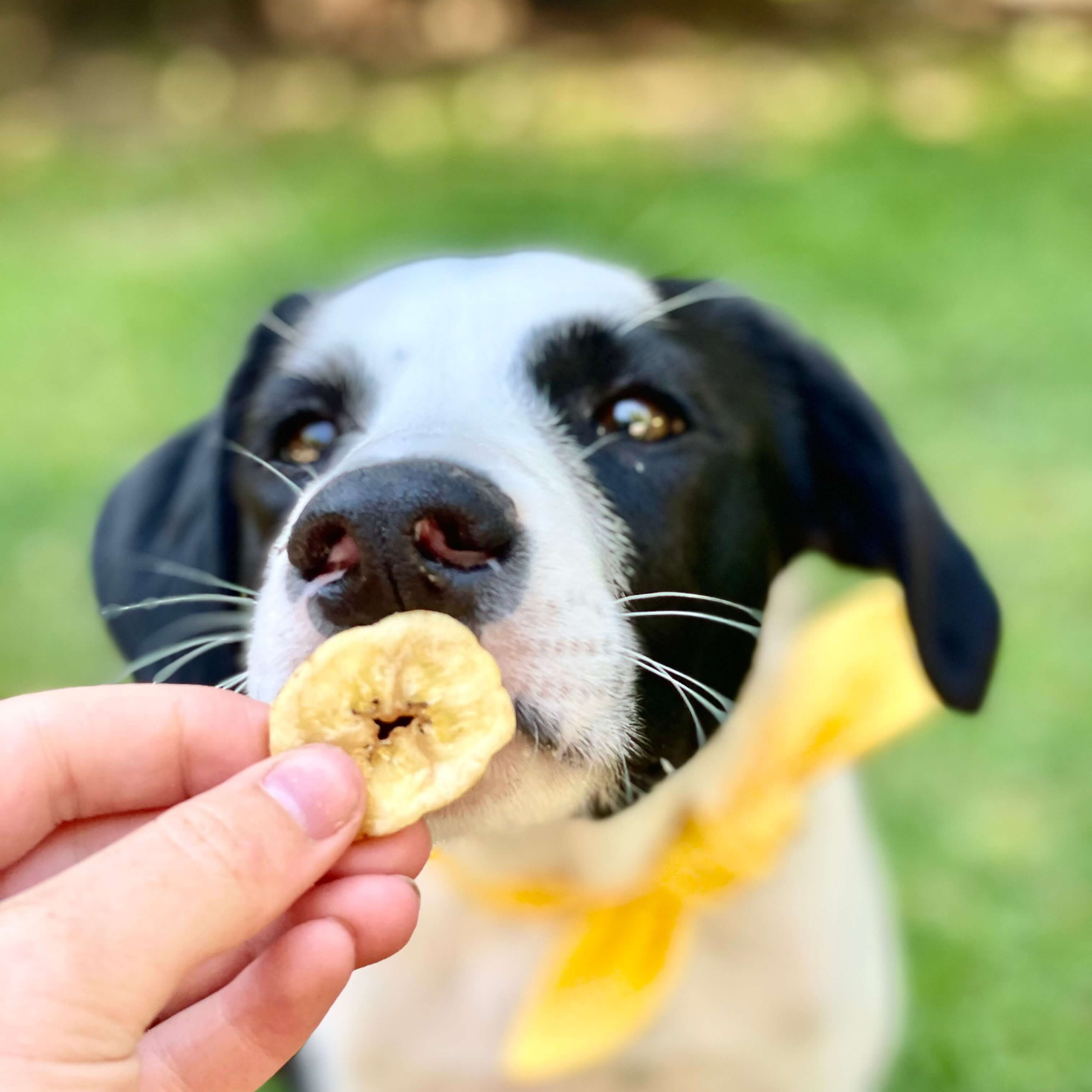 Healthybud's Single-Ingredient Banana Chip Dog Treats