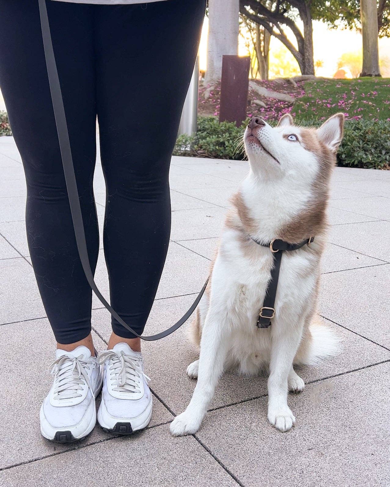 Sunny Tails Ember Black Cloud Lite Dog Harness