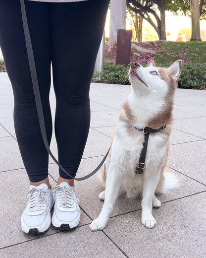 Sunny Tails Ember Black Cloud Lite Dog Harness