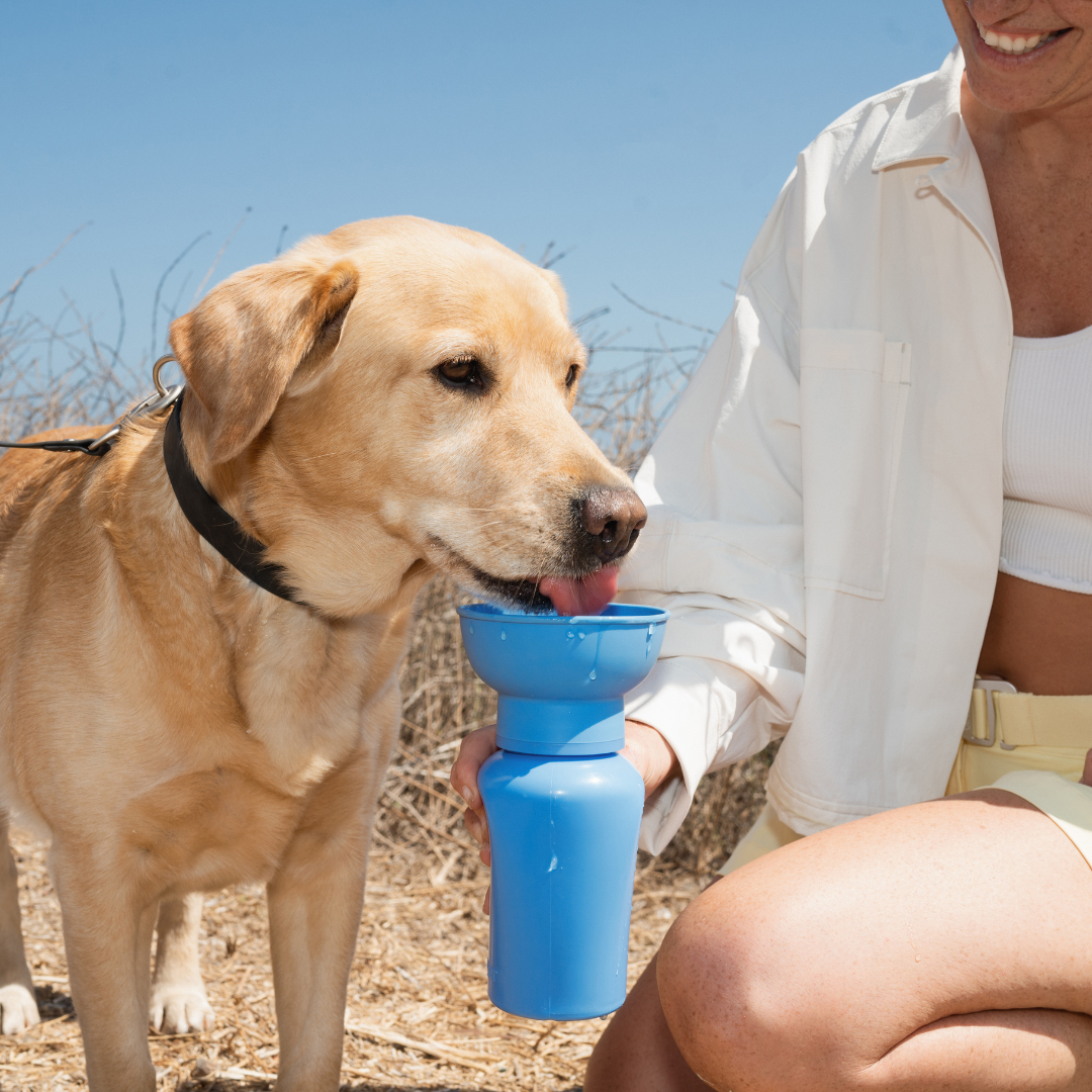 Springer Dog Travel Water Bottle, 20oz