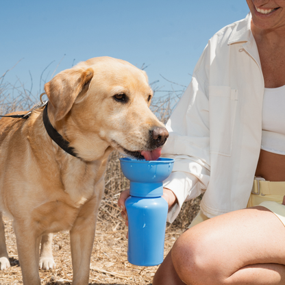 Springer Dog Travel Water Bottle, 20oz