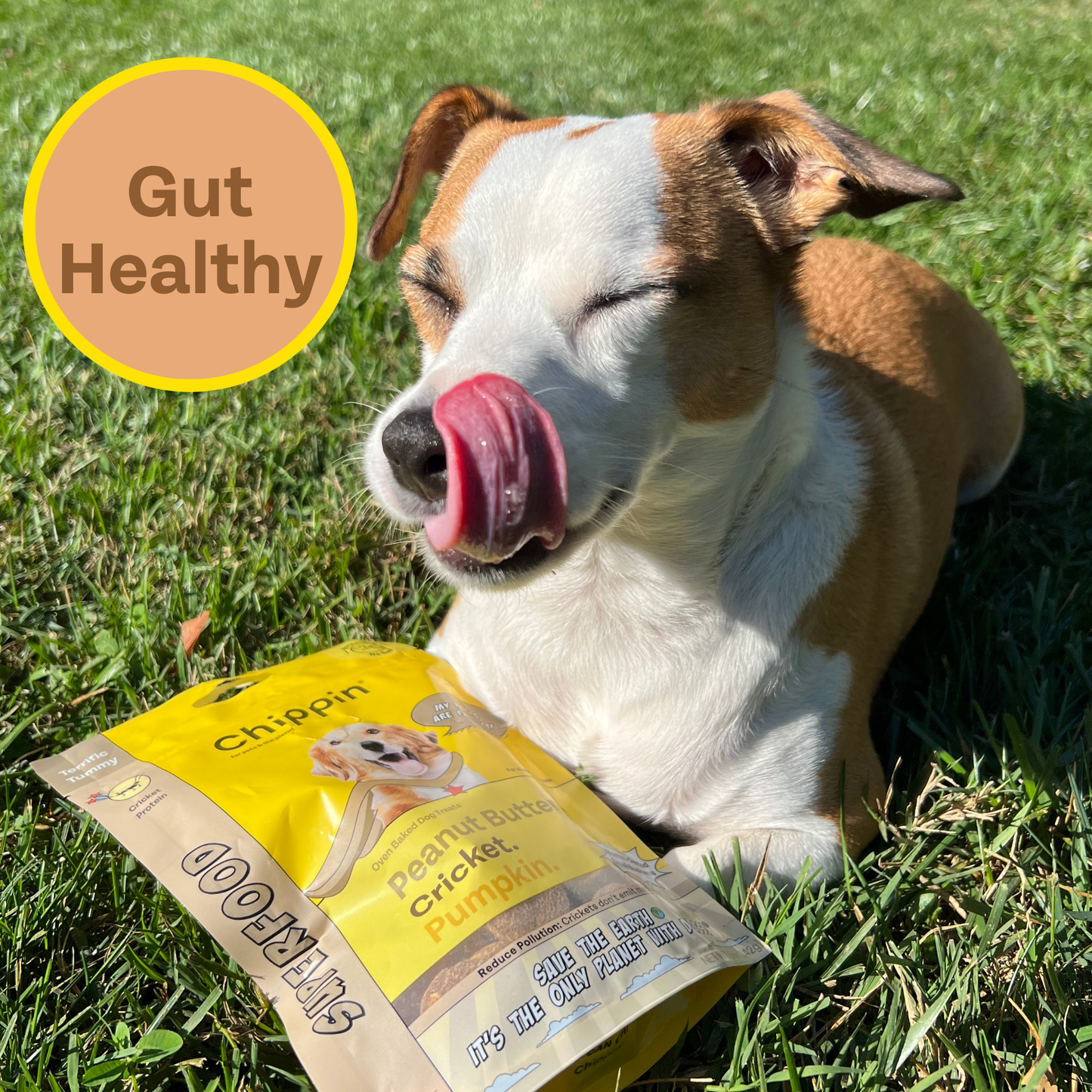 Chippin Superfood Gut-Health Peanut Butter Cricket Pumpkin Treats