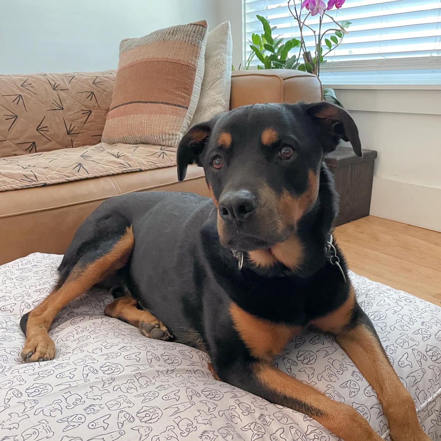 molly Mutt Only You Dog Duvet