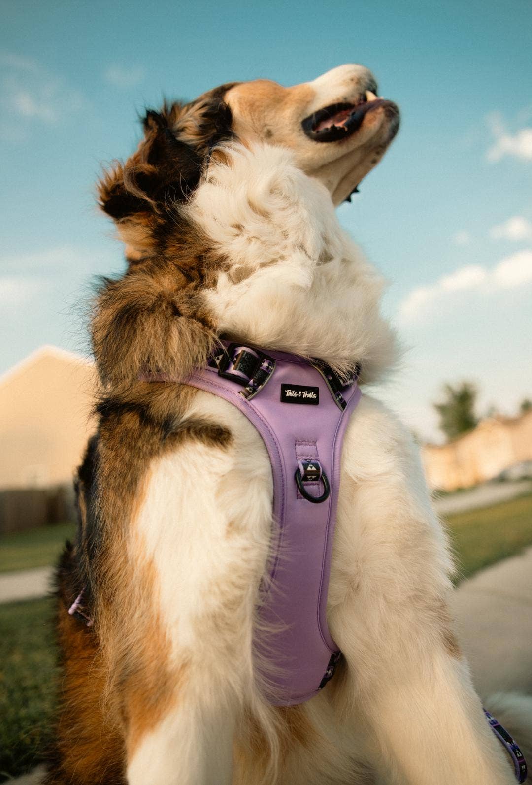 Wolfpack Adventure Dog Harness