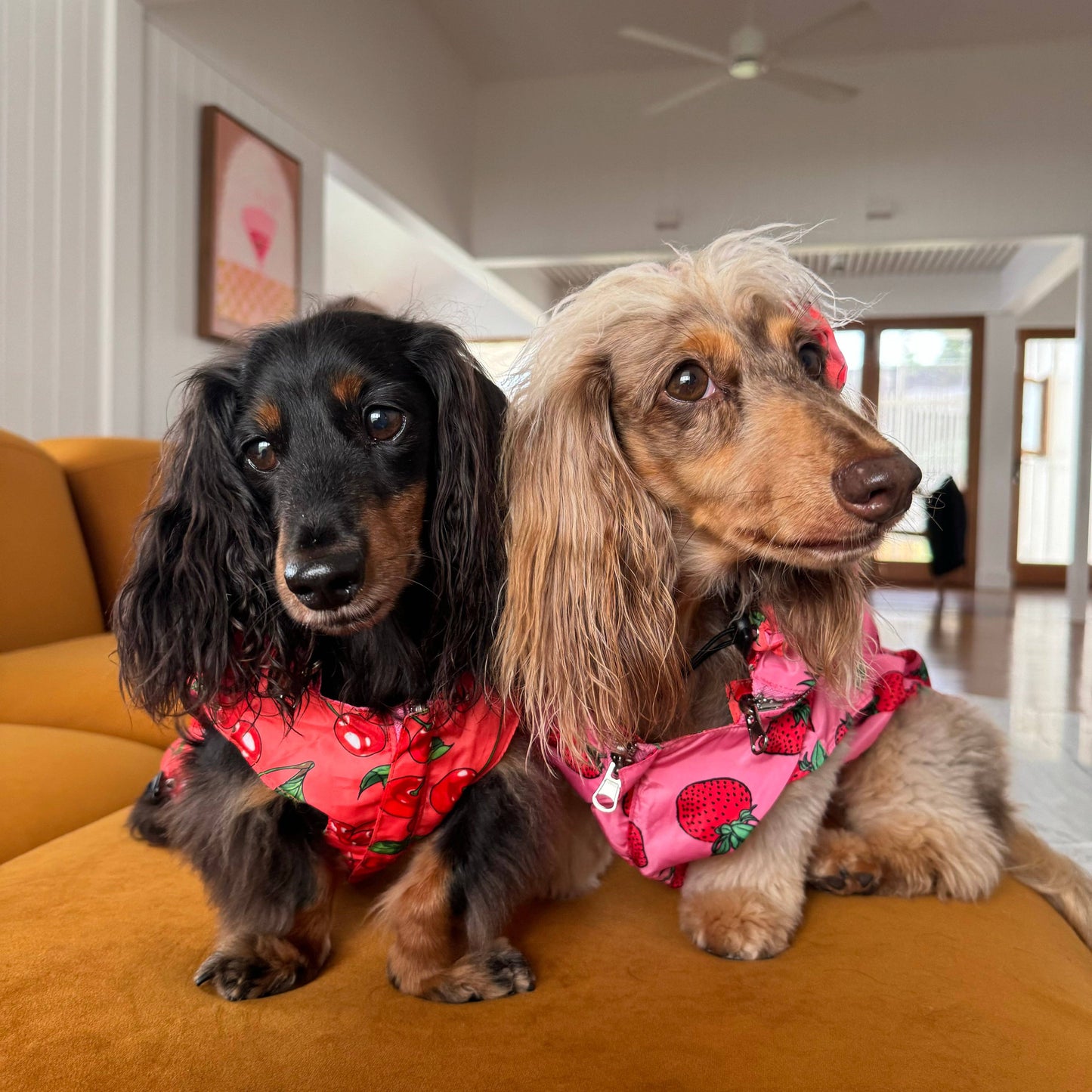 Strawberries / Cherry: Reversible Dog Raincoat