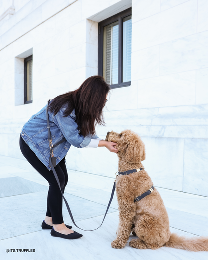 Sunny Tails Ember Black Cloud Lite Dog Harness