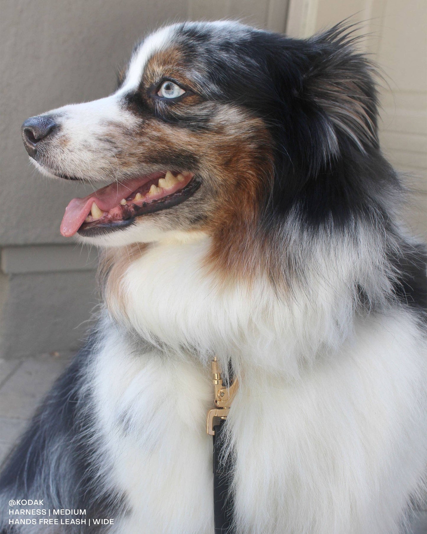 Sunny Tails Ember Black Cloud Lite Dog Harness