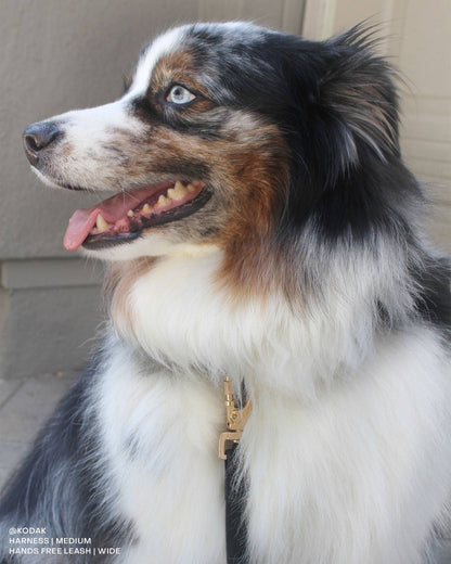 Sunny Tails Ember Black Cloud Lite Dog Harness