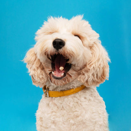 Snaggletooth Duck Liver - Dog Treats