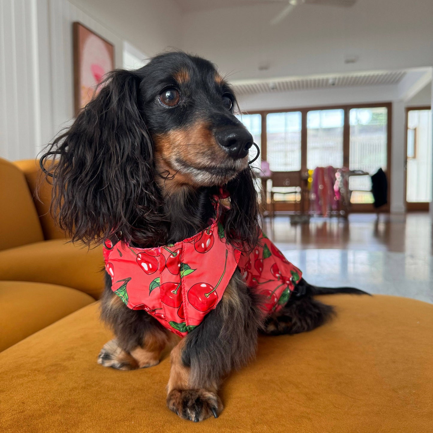 Strawberries / Cherry: Reversible Dog Raincoat