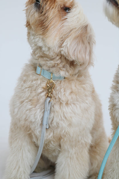 'Baby Blue' - Dog Collar