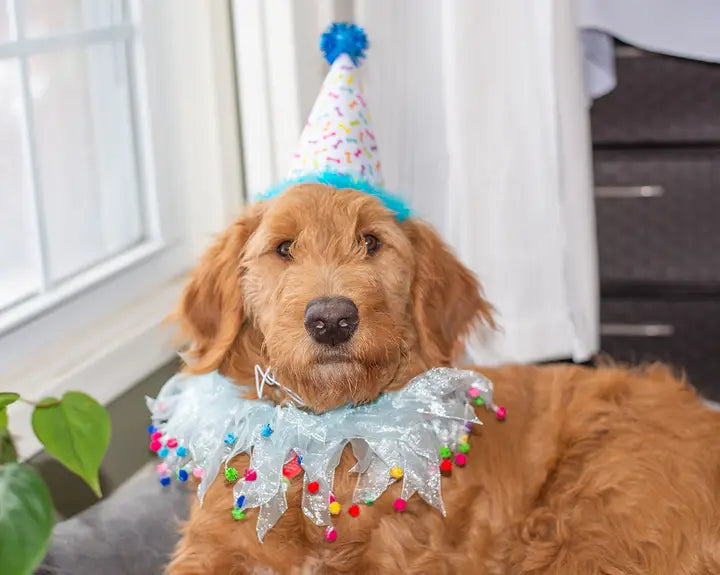 Multipet Party Hat: Blue