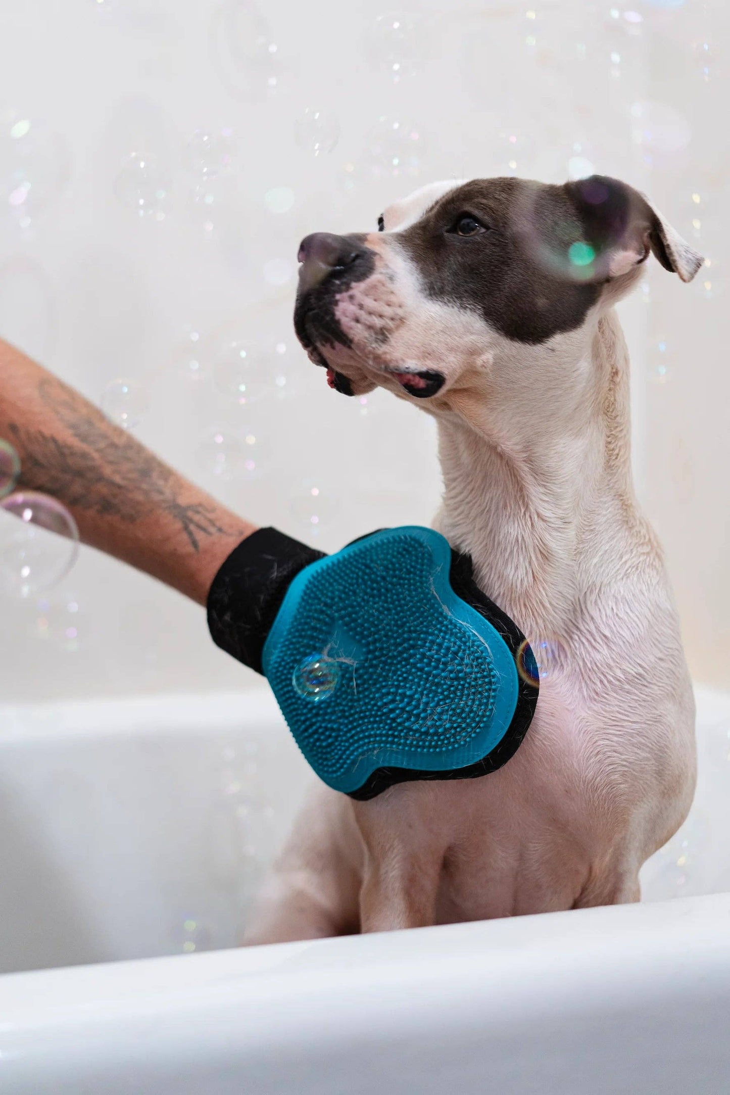 Messy Mutt Reversible Silicone Pet Grooming Glove