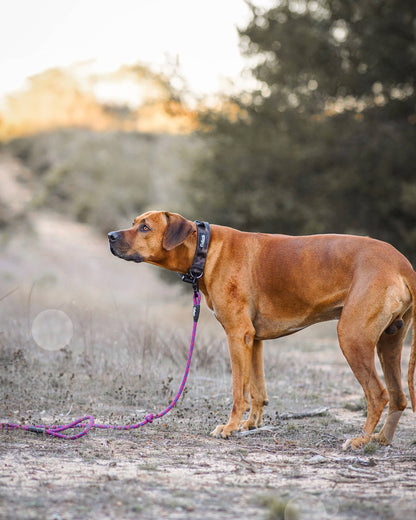 Camo Dog Collar: Small (No Handle)