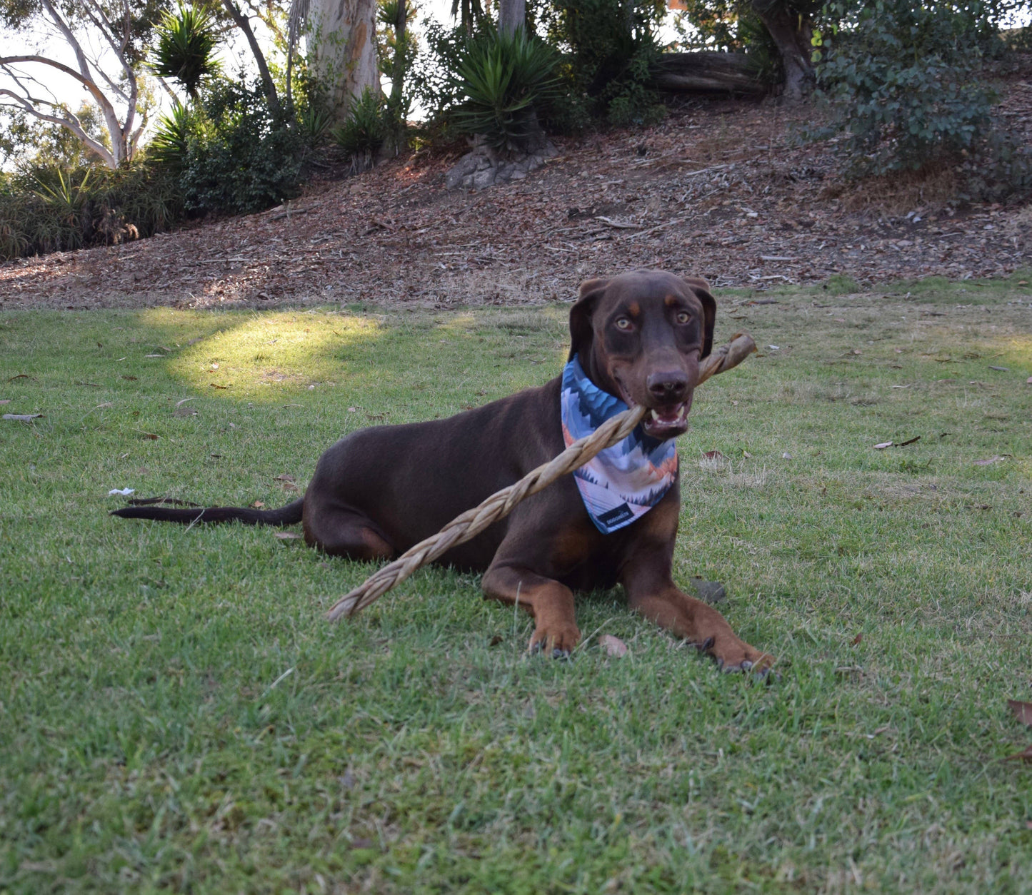 12" Braided Lamb Collagen Sticks