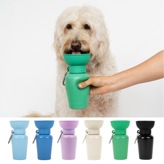 Springer Dog Travel Water Bottle, 20oz