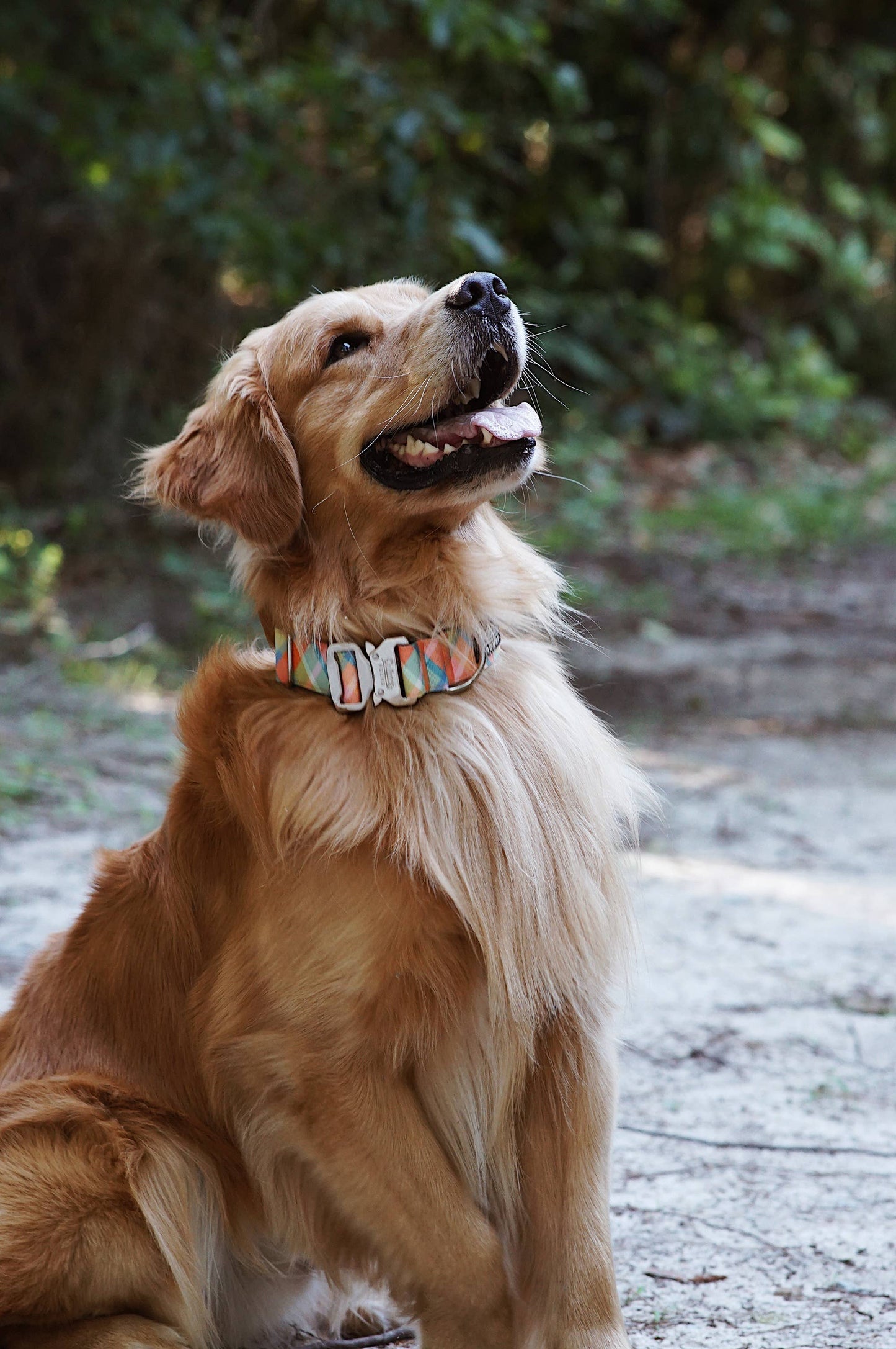 Summer Plaid Dog Collar