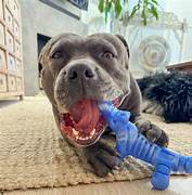 Happy Staffy Chewzilla Gator Dog Toy