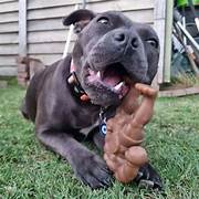 Happy Staffy Staffy Schwarzenegger Dog Toy