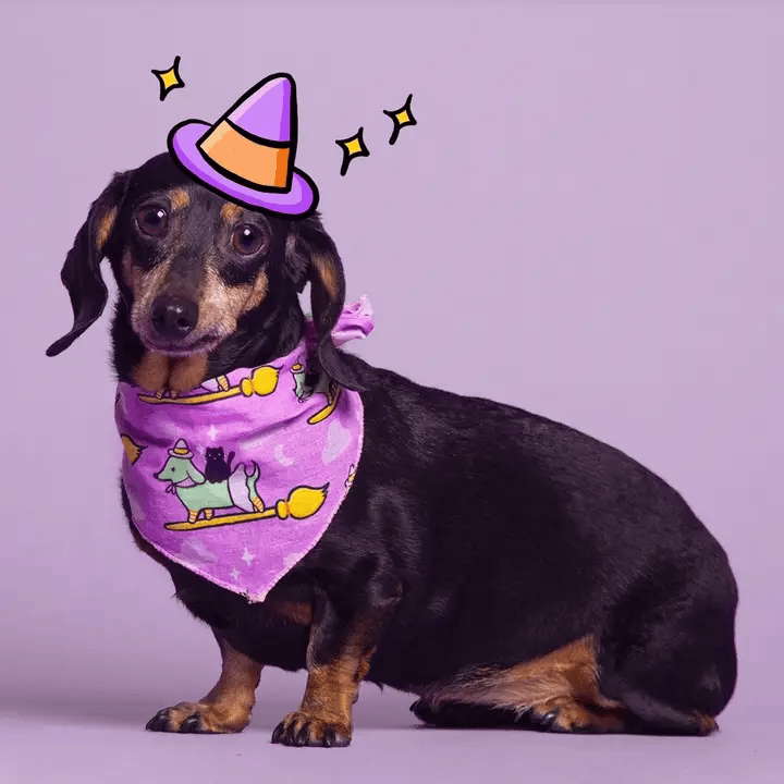 Witchy Weenie Dog Bandana
