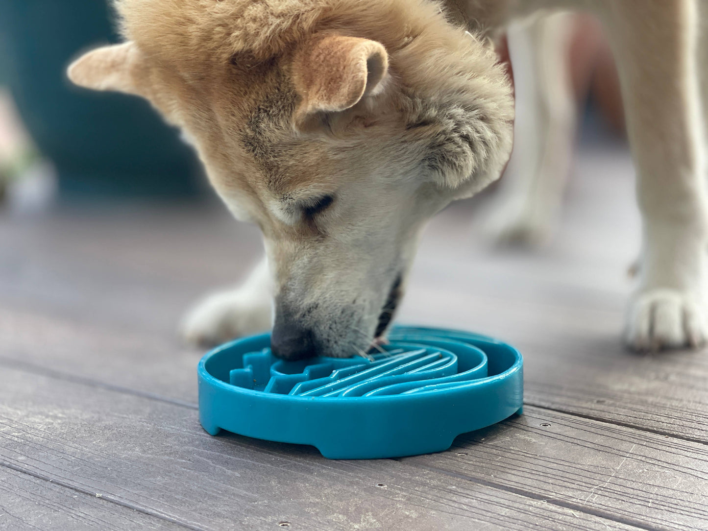 Baja Design  Slow Feeder Bowl for Dogs