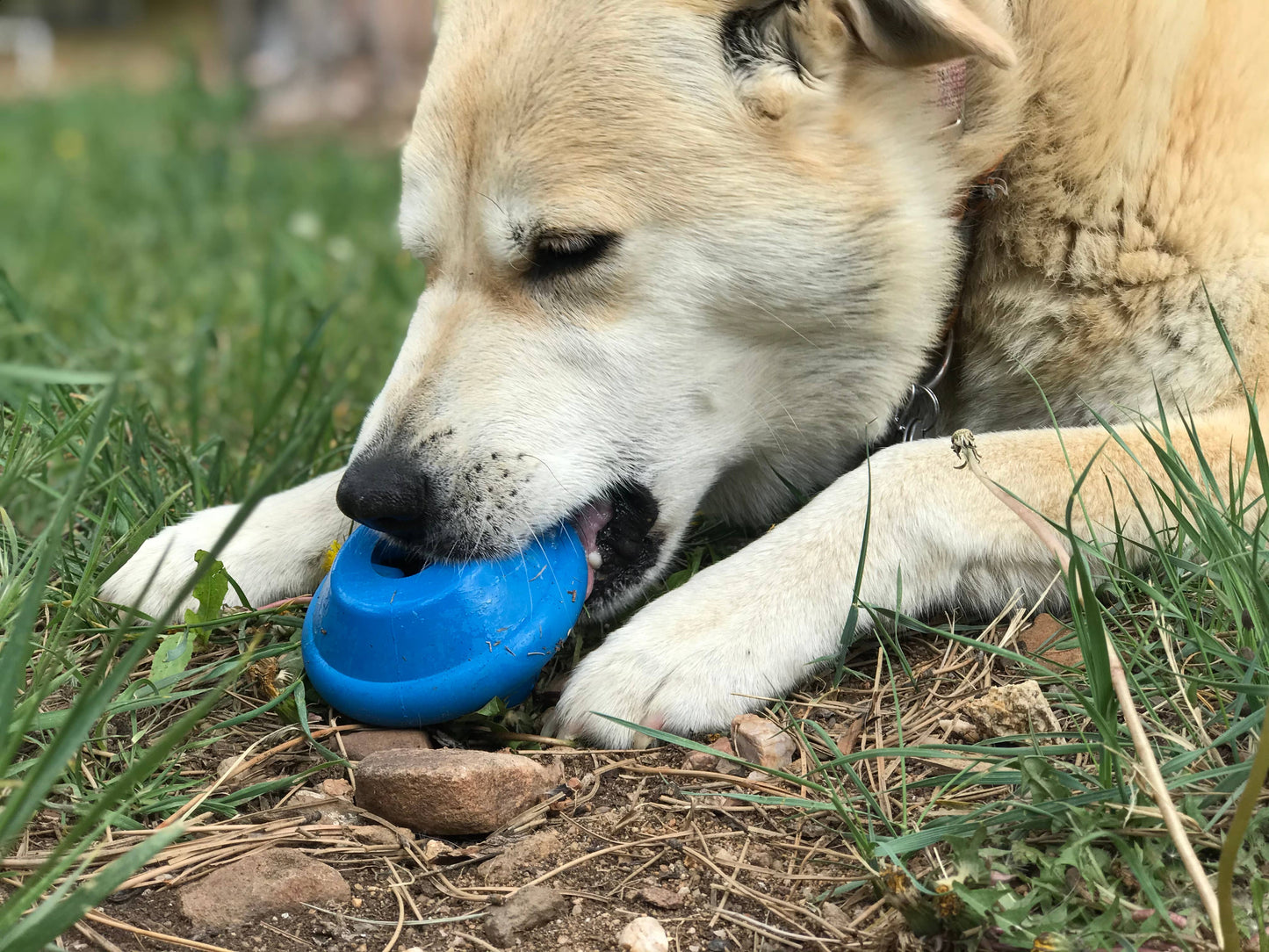 Spotnik Flying Saucer -Chew Toy-Treat Dispenser-Blue: Large