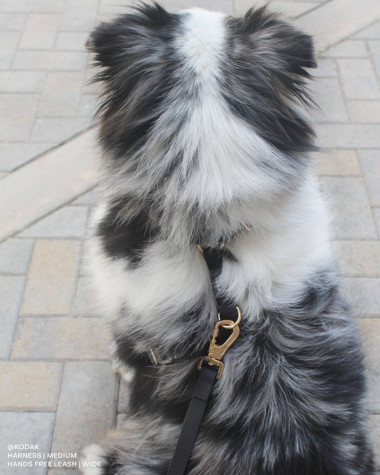Sunny Tails Ember Black Cloud Lite Dog Harness