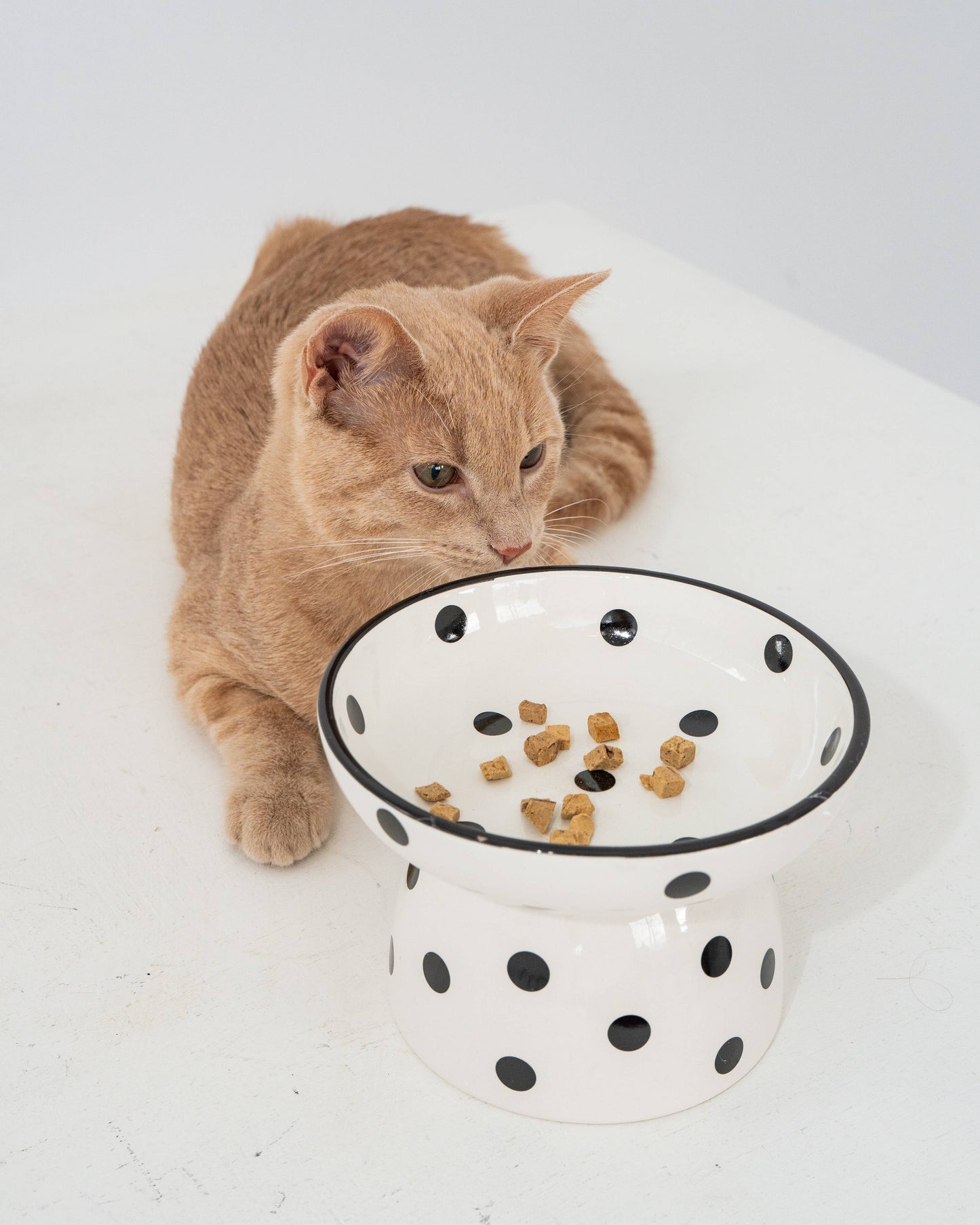 Cat Ceramic Bowl - White & Black Polka Dot