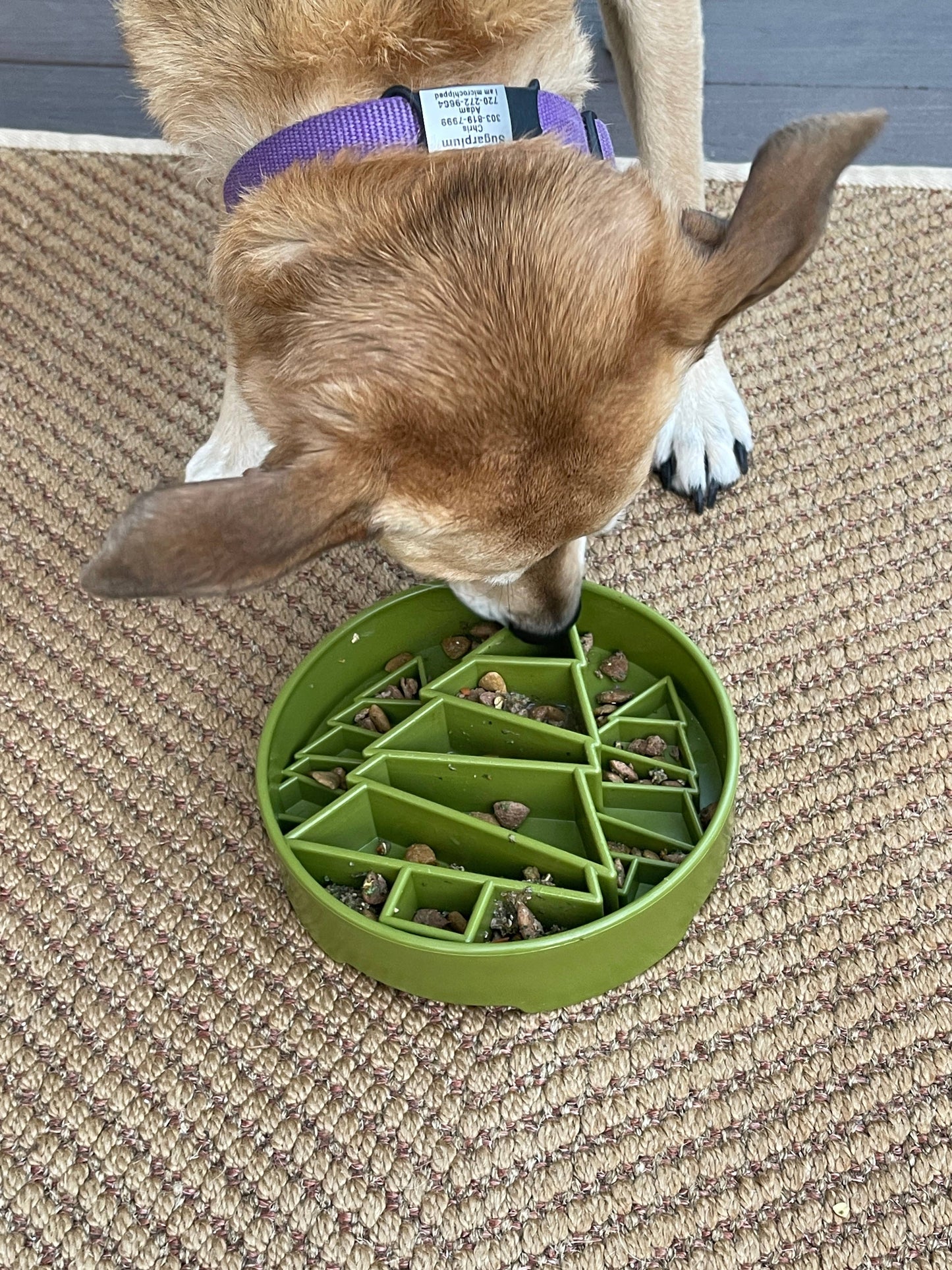 Pine Tree Design eBowl Enrichment Slow Feeder Bowl for Dogs: Trees ebowl - Green