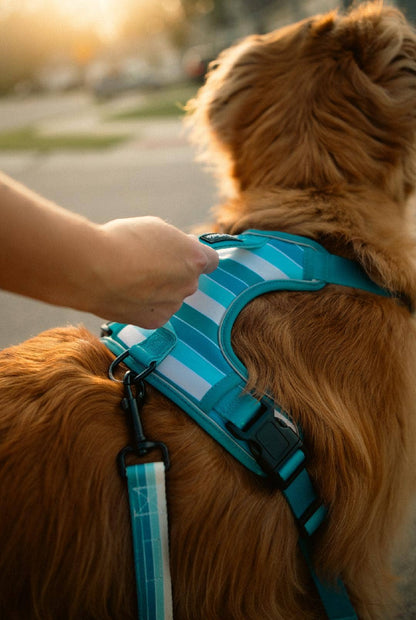Tide Break Adventure Dog Harness