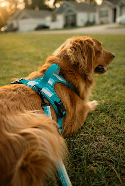 Tide Break Adventure Dog Harness