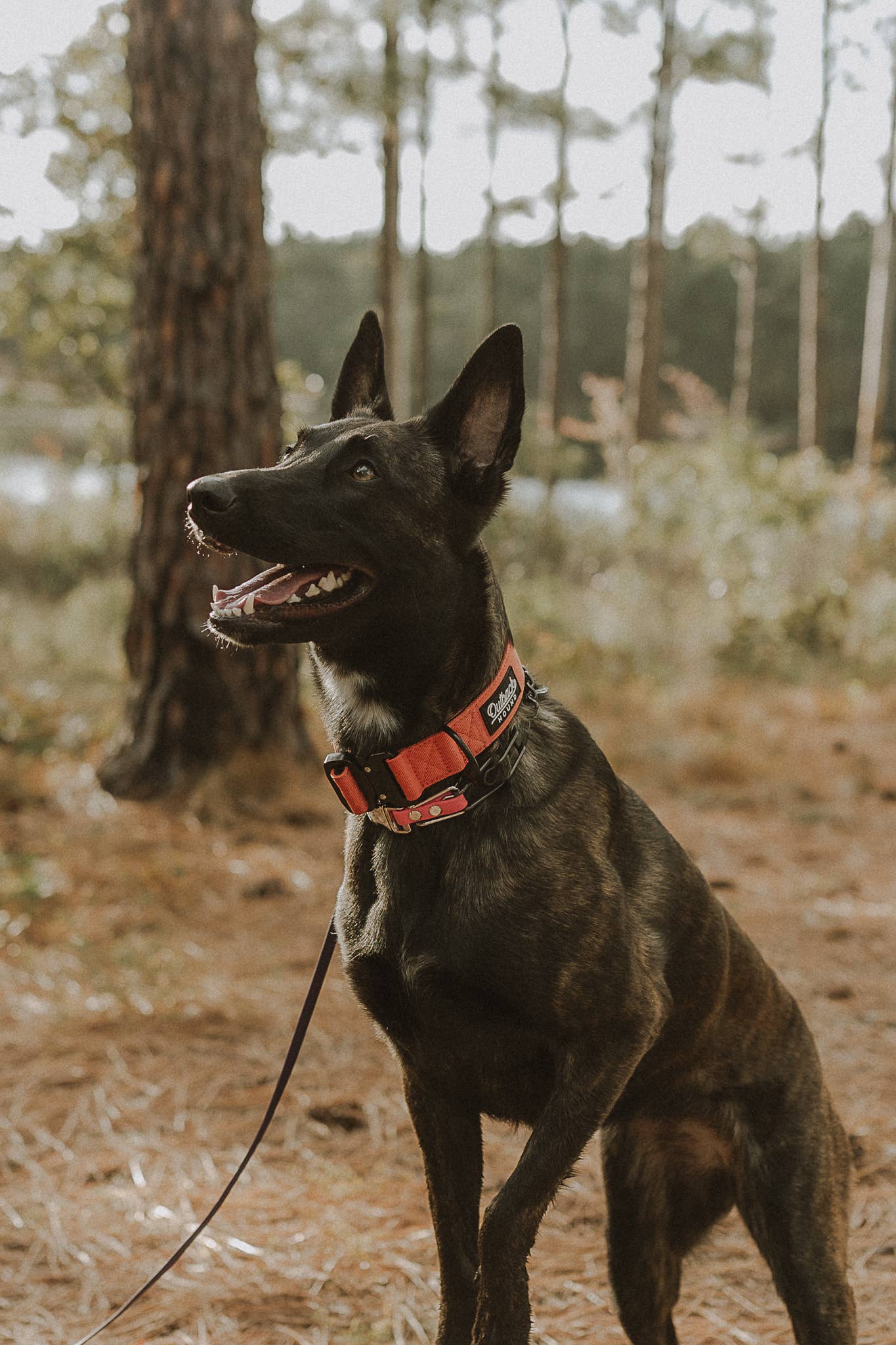 Burnt Orange Premium Dog Collar