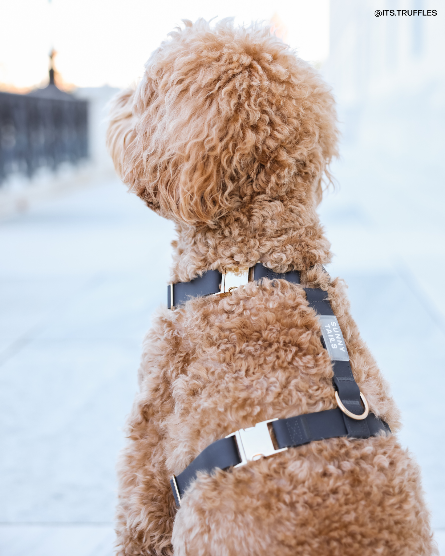 Sunny Tails Ember Black Cloud Lite Dog Harness