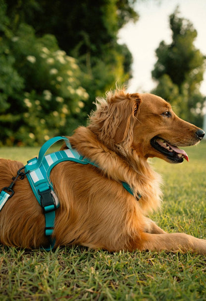 Tide Break Adventure Dog Harness