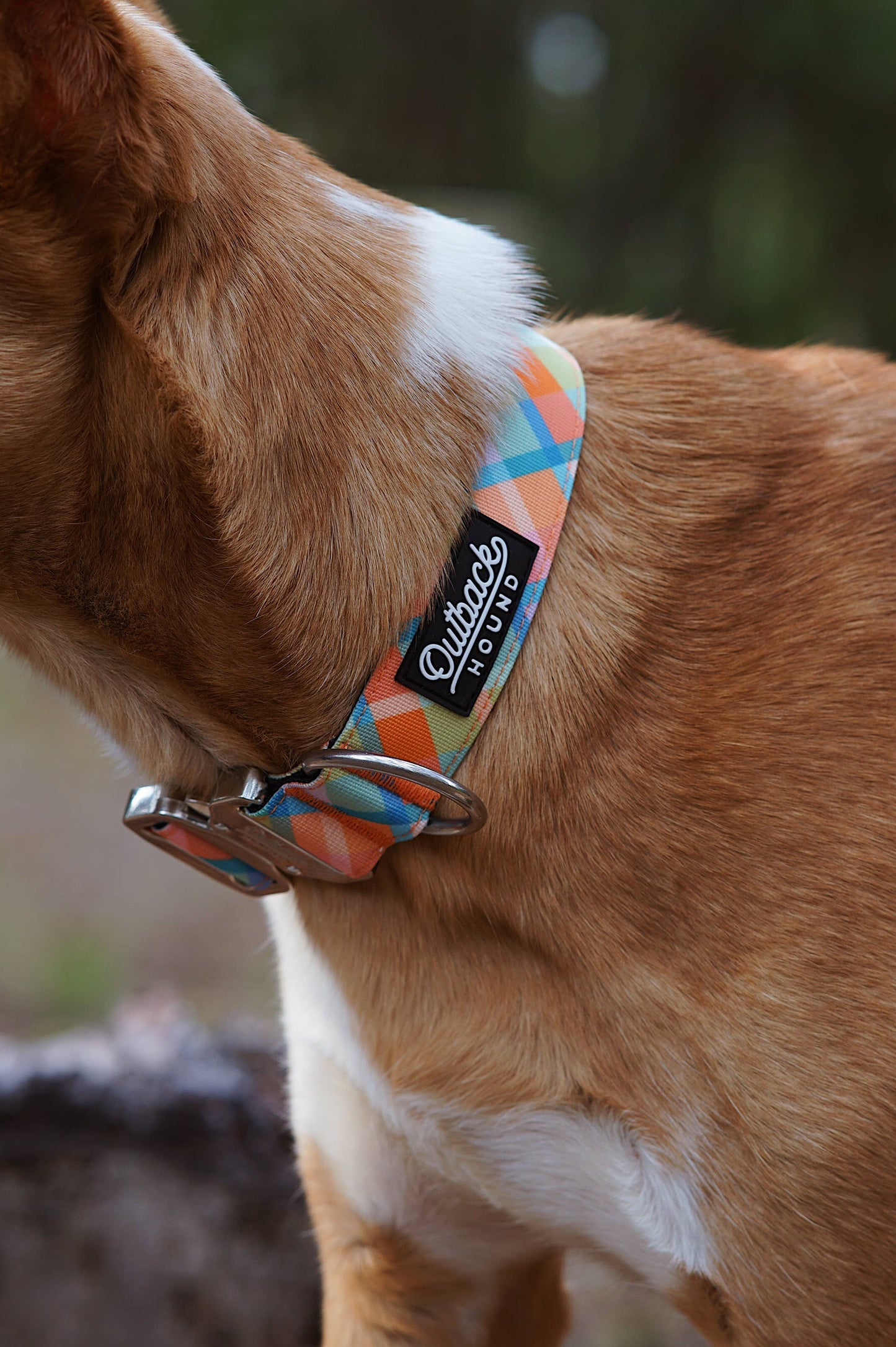 Summer Plaid Dog Collar