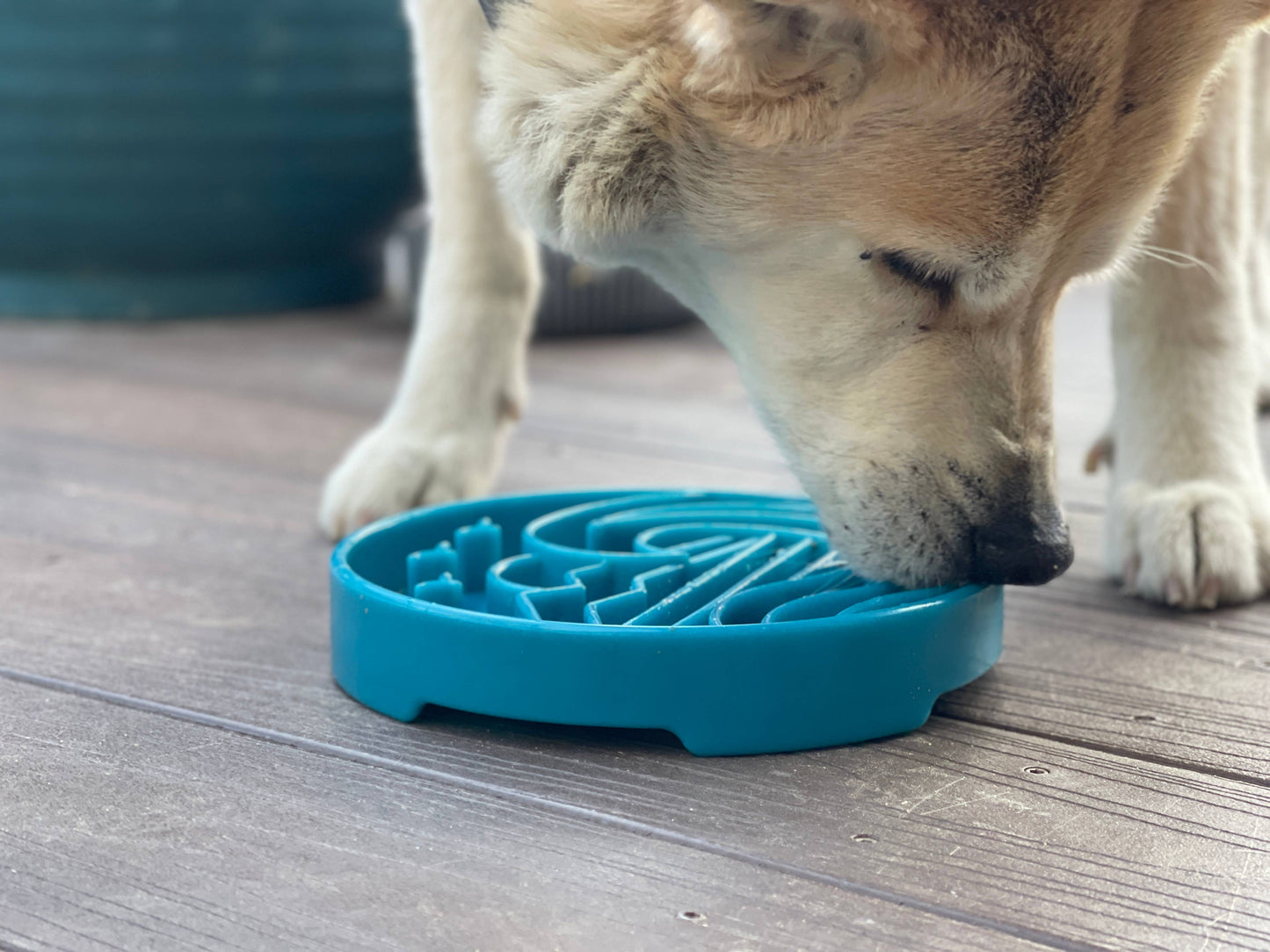 Baja Design  Slow Feeder Bowl for Dogs