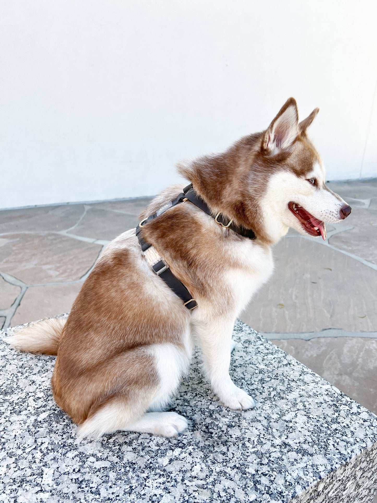 Sunny Tails Ember Black Cloud Lite Dog Harness