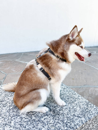 Sunny Tails Ember Black Cloud Lite Dog Harness