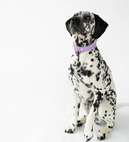 Springer Purple Waterproof Dog Collar