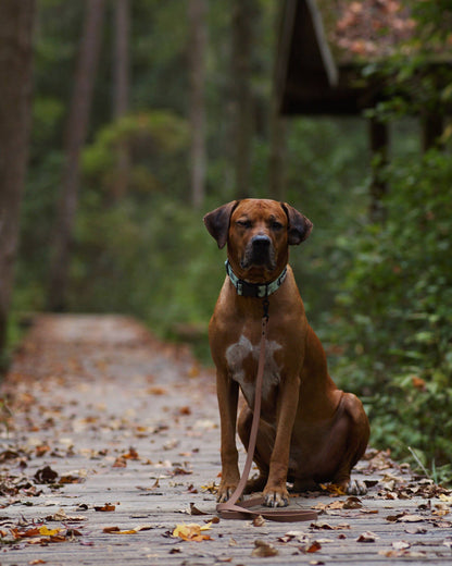 Shoreline Leash - Tan