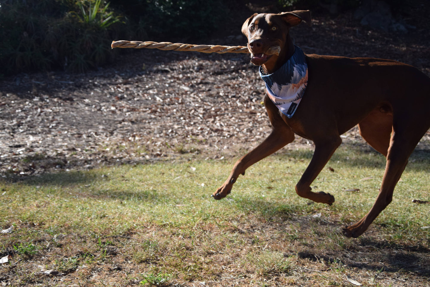 12" Braided Lamb Collagen Sticks