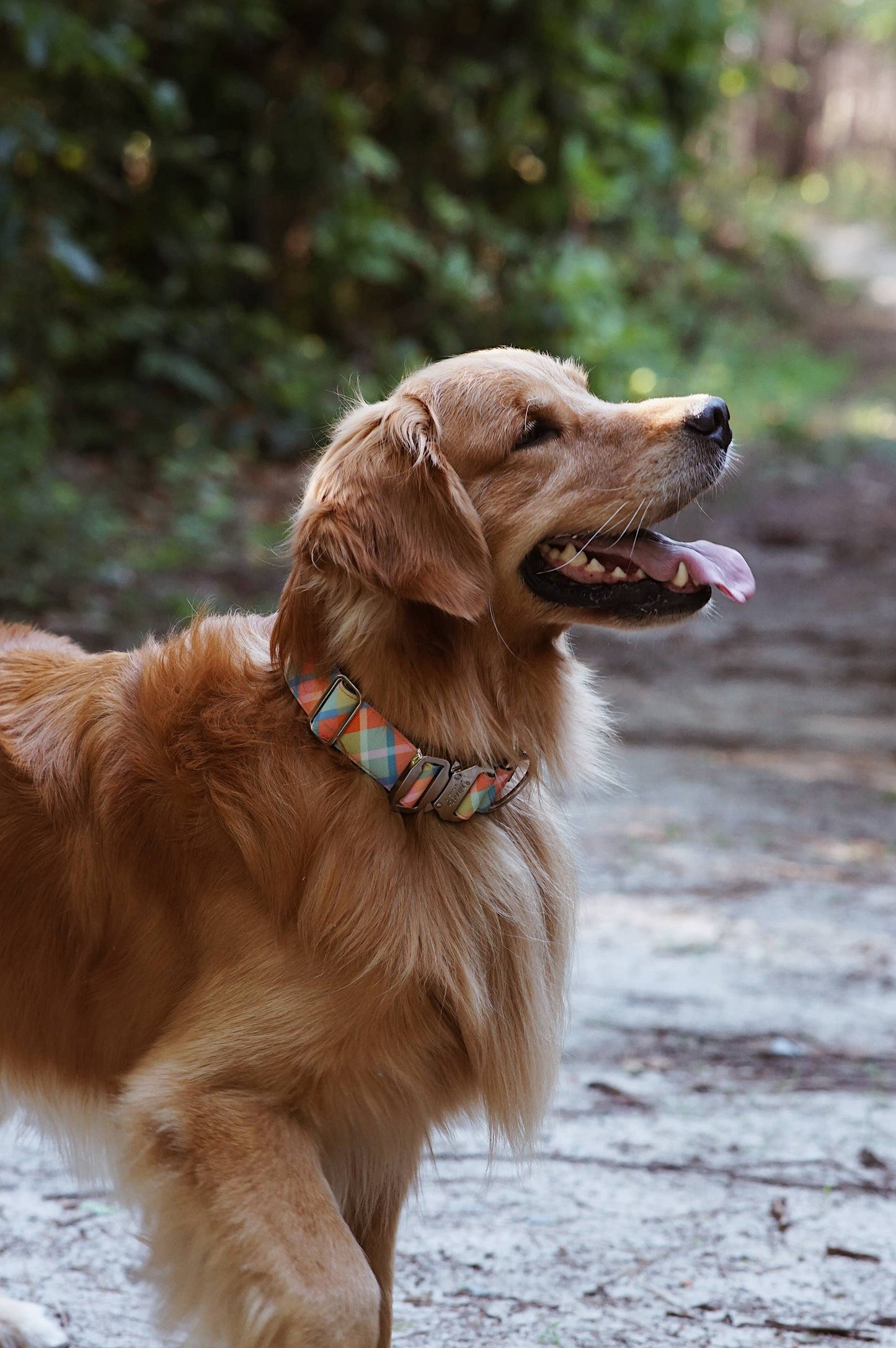 Summer Plaid Dog Collar