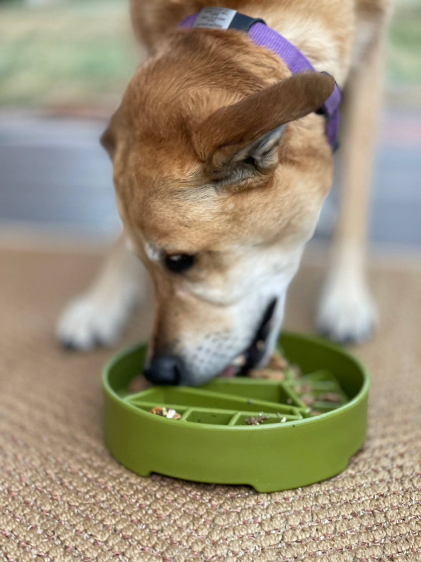 Pine Tree Design eBowl Enrichment Slow Feeder Bowl for Dogs: Trees ebowl - Green