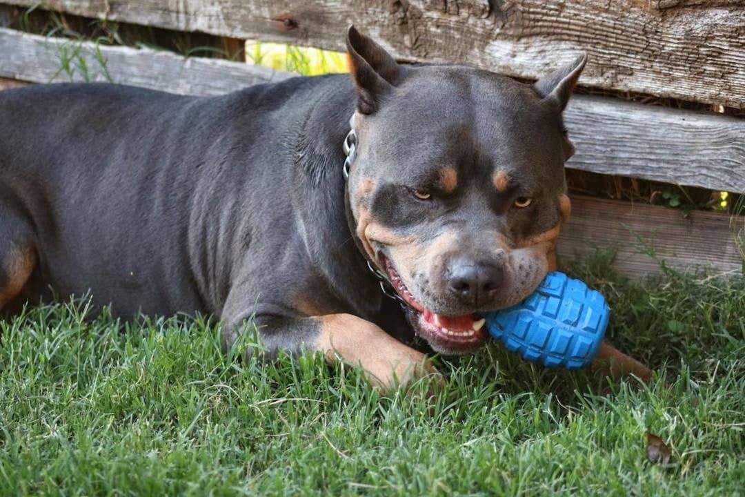 USA-K9 Grenade - Chew Toy - Treat Dispenser