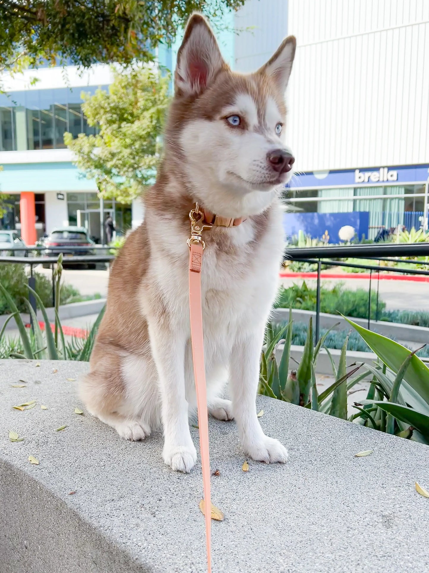 Dog Leash Waterproof - Brown, Lightweight 5 ft