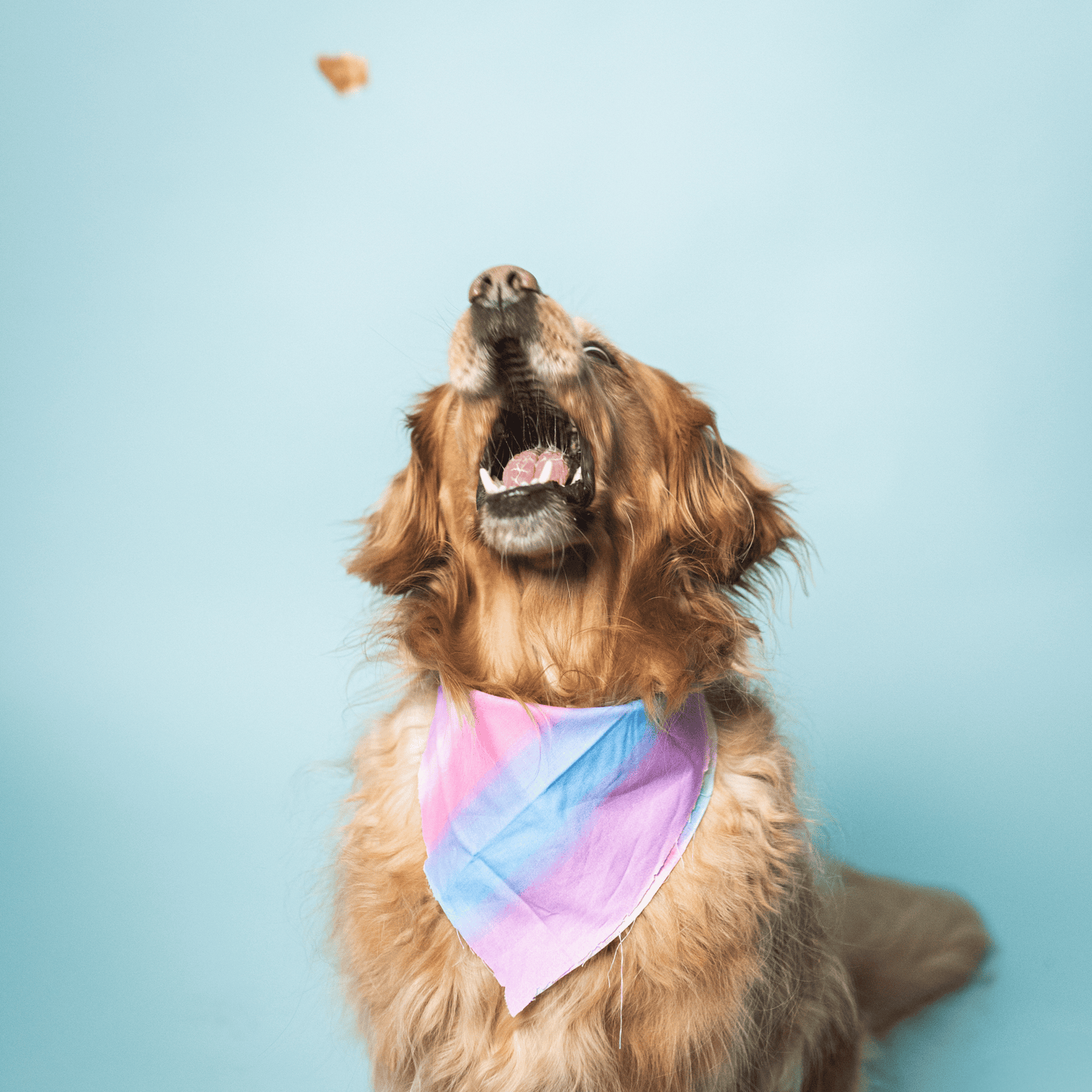 Ride & Vibe Wild-Caught Salmon Jerky Bars for Dogs 5oz