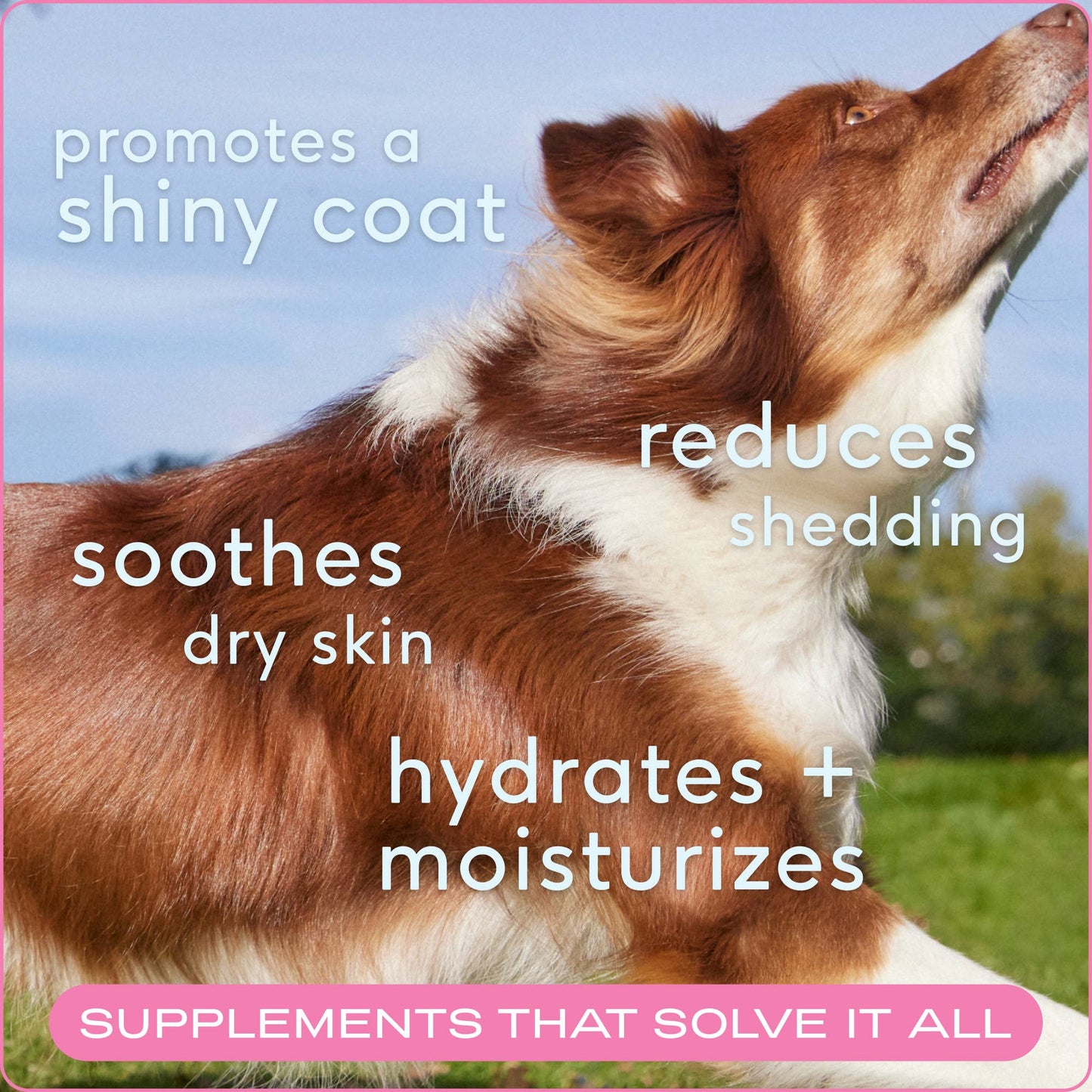Native Pet Skin + Coat Chews, Skin & Coat Supplement for Dogs: 30ct