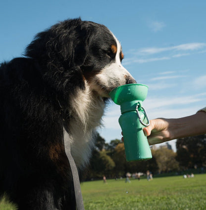 Springer Dog Travel Water Bottle, 20oz