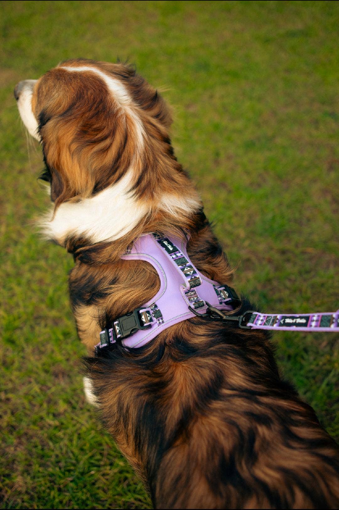 Wolfpack Adventure Dog Harness